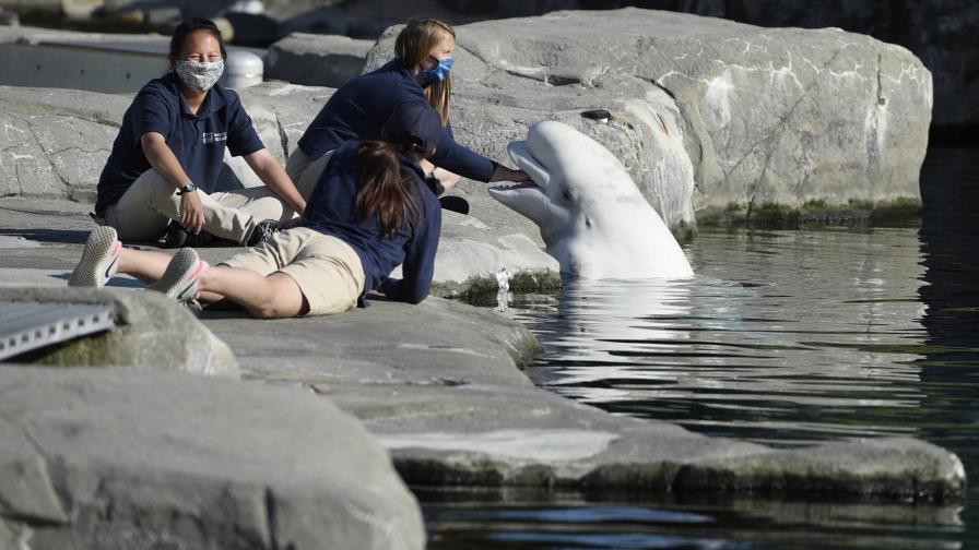 Muere ballena beluga que fue enviada de Canadá a Connecticut
