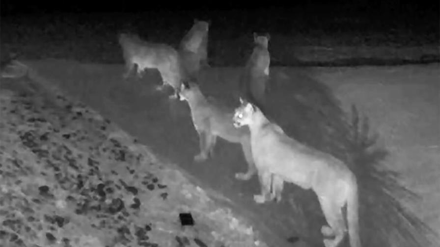 Cámara de seguridad capta a cinco pumas juntos en California