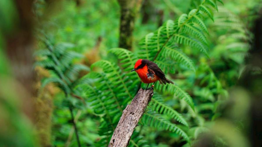 Avistan individuos de pájaro brujo, en peligro crítico, en isla de Galápagos
