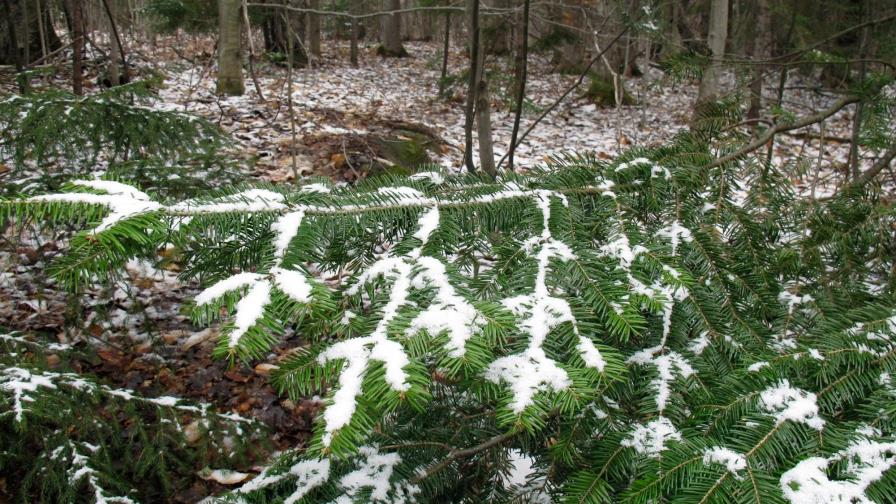 Vórtice polar amenaza noreste de EEUU con nevadas y frío