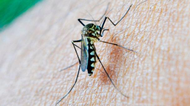China ha erradicado la malaria después de 70 años de lucha