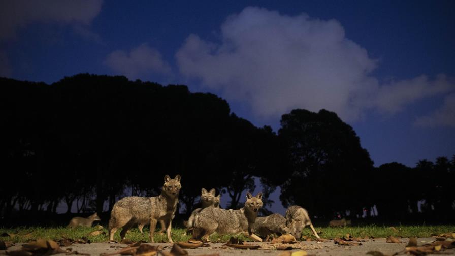 La Tierra, más salvaje y limpia por las cuarentenas