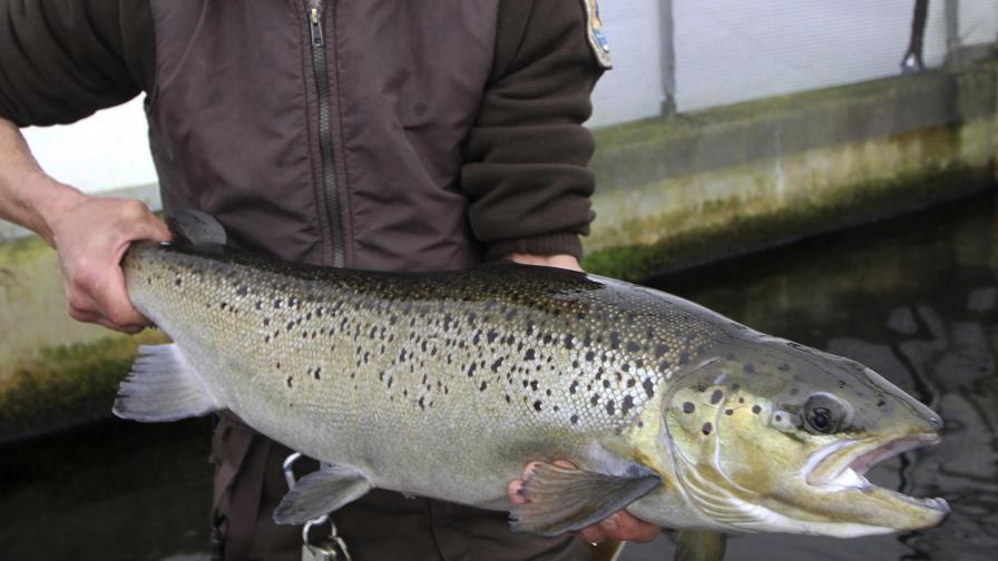 EEUU: Grupos demandan para proteger al salmón del Atlántico