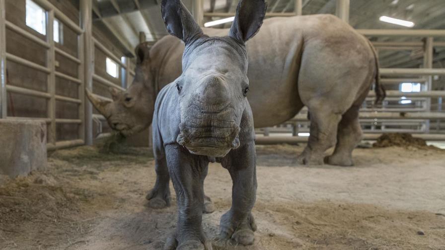 Nace rinoceronte blanco en San Diego