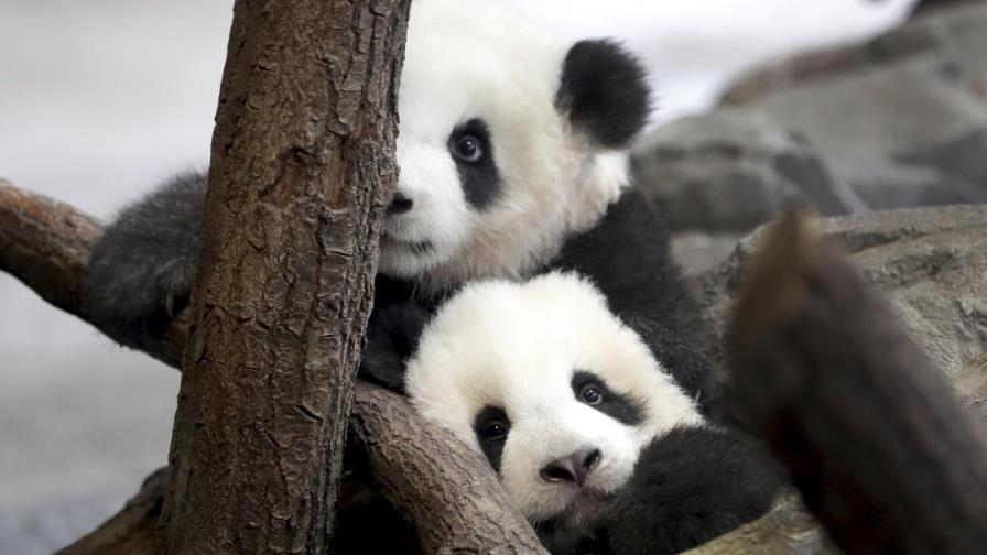 Pandas del zoo de Berlín dan sus primeros pasos en público Pandas del zoo de Berlín dan sus primeros pasos en público