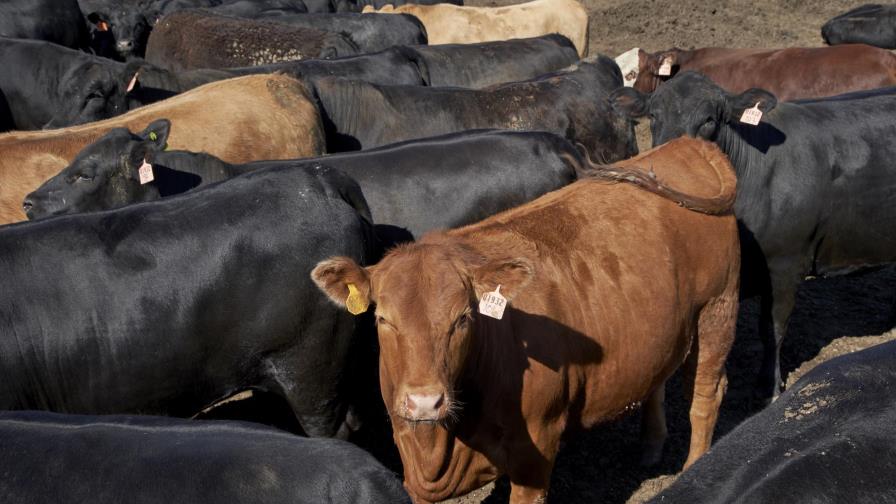 Ganaderos de EEUU tienen objeciones a programa de 35 años