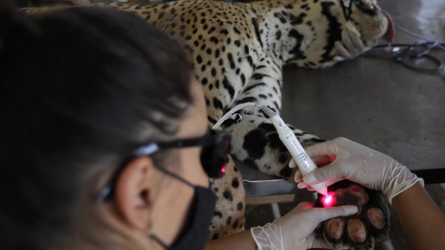 Veterinarios en Brasil curan jaguares tras incendio en selva