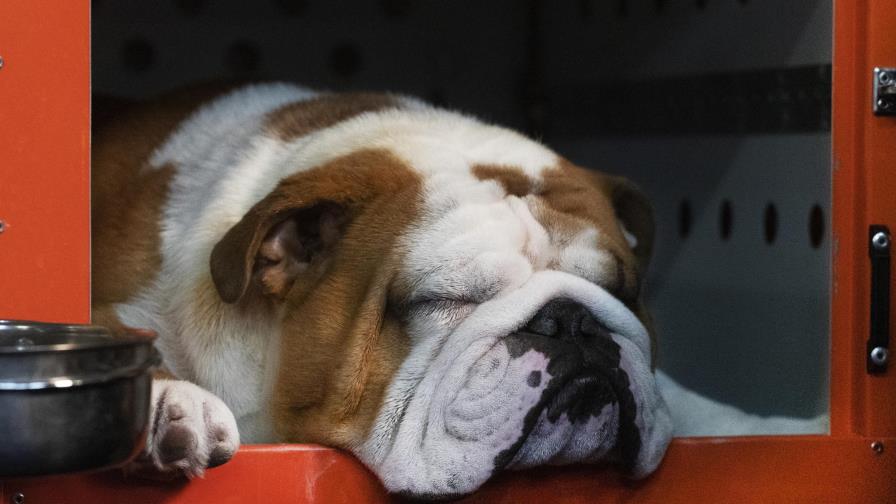 Labrador es el perro favorito en EEUU, pero corgi va al alza