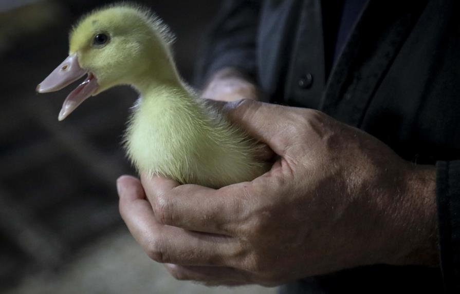Nueva York prohíbe vender foie  gras