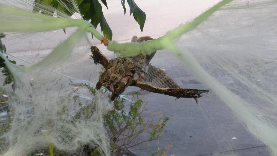 Adornos de Halloween son peligrosos para algunos animales