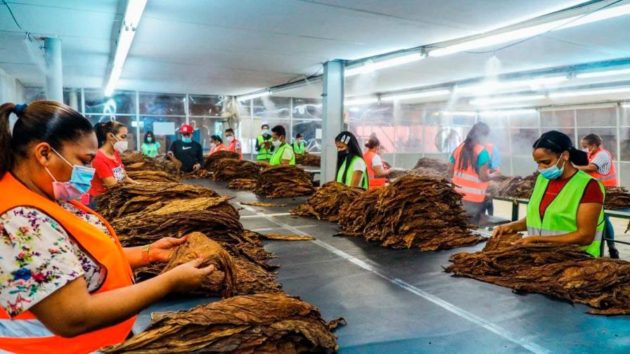 Sector tabaco incrementa sus exportaciones hacia Estados Unidos en un 50 % Sector tabaco incrementa sus exportaciones hacia Estados Unidos en un 50 %