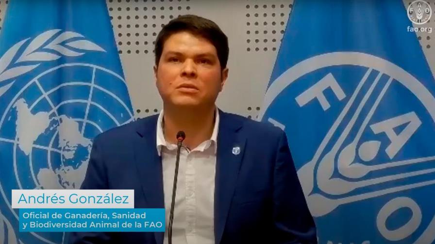 Comienzan operativos en granjas de Sánchez Ramírez por peste porcina africana