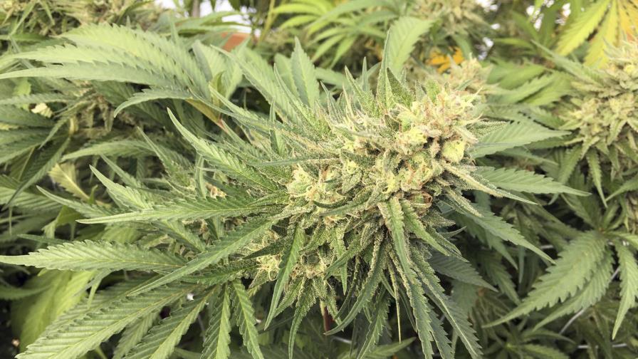 Migrantes en campos de marihuana de Oregon sufren abusos 