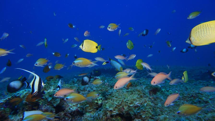 Fracasa intento de salvar la biodiversidad mundial