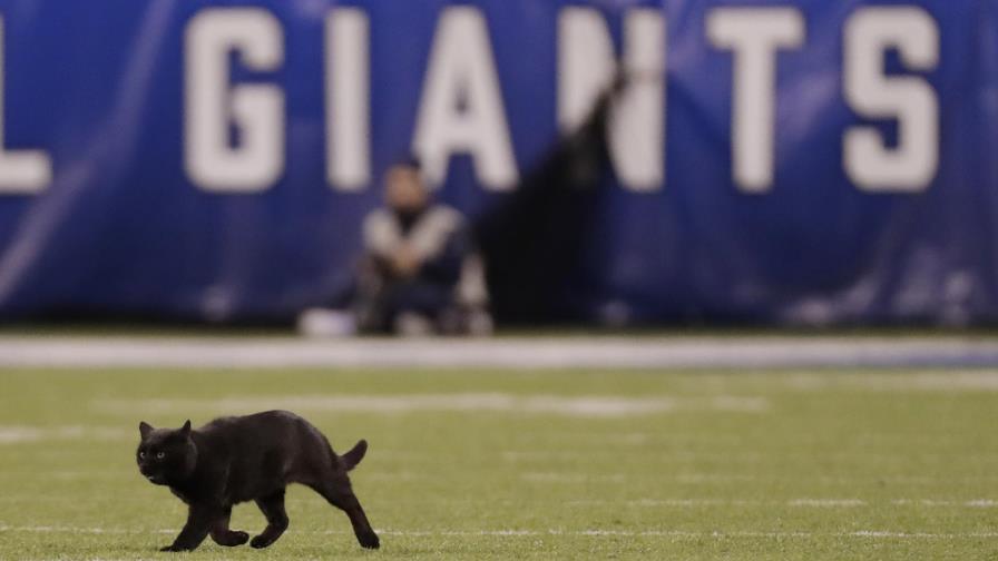 Gato negro interrumpe partido de la NFL