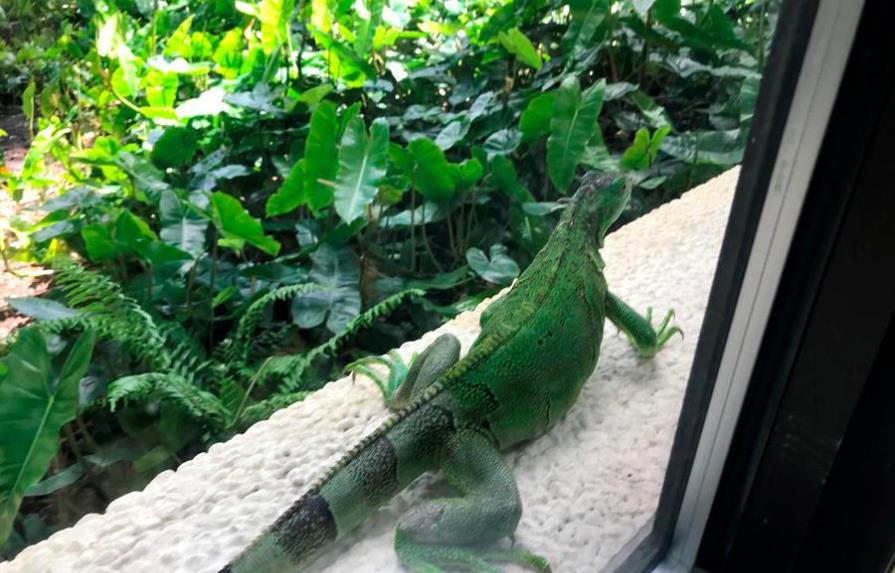 Iguanas verdes y tegus se convierten en animales prohibidos en Florida