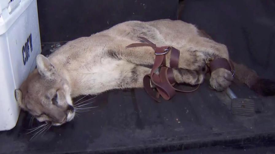 Capturan a puma que merodeaba en barrio en sur de California Capturan a puma que merodeaba en barrio en sur de California