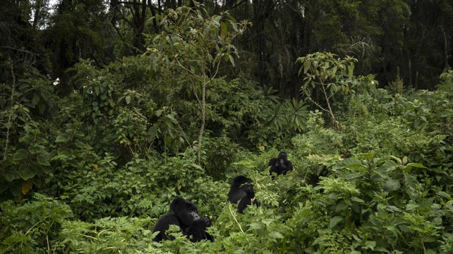 Gorilas, animales sociables pero que se pelean entre ellos