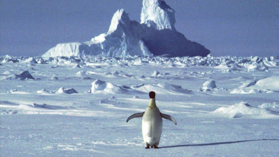 ONU: Base argentina en Antártida registra temperatura récord ONU: Base argentina en Antártida registra temperatura récord