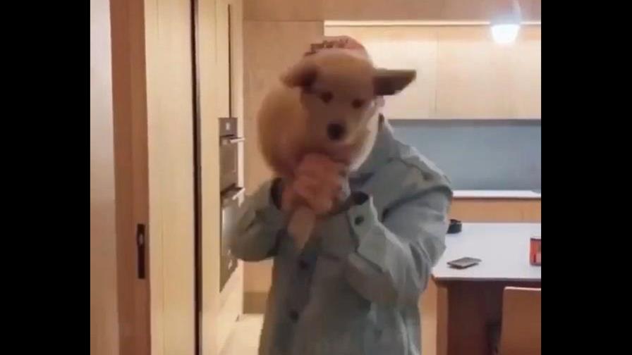 Lluvia de críticas para J Balvin por video donde usa perro como arma 