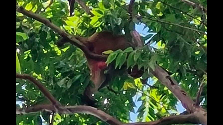 Mono suelto cautiva a multitud en capital de Puerto Rico