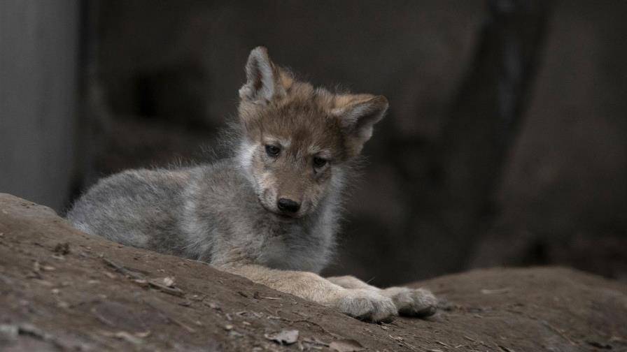 Camada de lobos en México; esperanza para evitar extinción