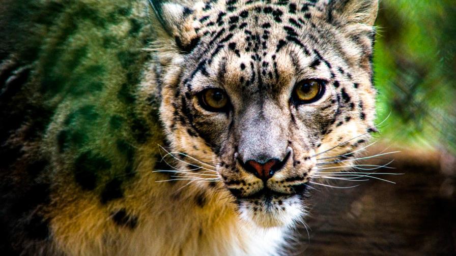 EEUU reporta el primer positivo de covid-19 de un leopardo de las nieves EEUU reporta el primer positivo de covid-19 de un leopardo de las nieves