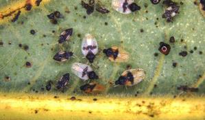 Detectan plaga invasora de chinches del aguacatero en Hawai