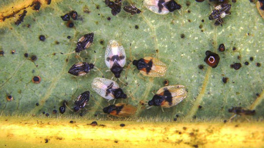 Detectan plaga invasora de chinches del aguacatero en Hawai