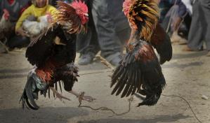 Policía apresa a tres hombres en Bonao y San Juan por robo de gallos de pelea