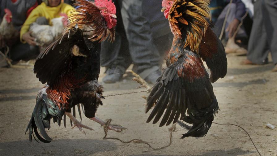 Policía apresa a tres hombres en Bonao y San Juan por robo de gallos de pelea