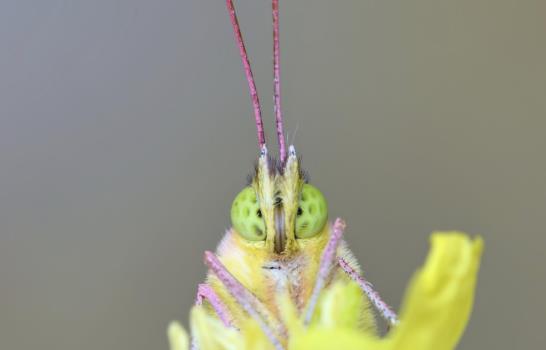 Estudio: Mundo pierde 27% de insectos terrestres en 30 años