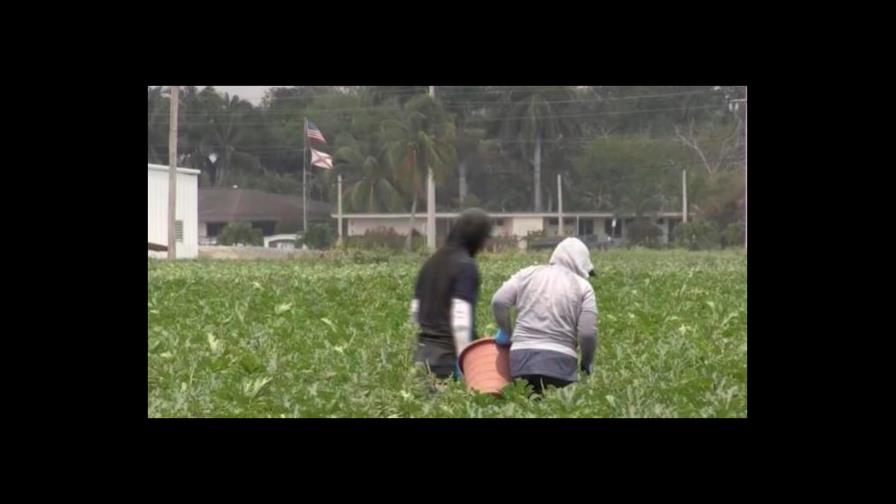 La agricultura de Florida bajo el ataque del COVID-19 y el desdén oficial