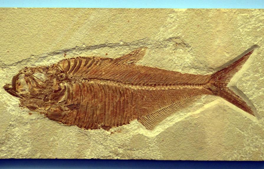 Hallan fósil de pez gigante de 70 millones de años en Patagonia