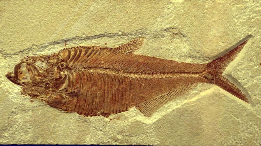 Hallan fósil de pez gigante de 70 millones de años en Patagonia Hallan fósil de pez gigante de 70 millones de años en Patagonia