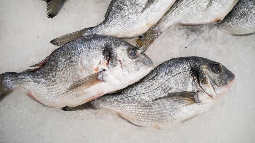 Desarticulan organización que buscaba enviar droga en pescado congelado