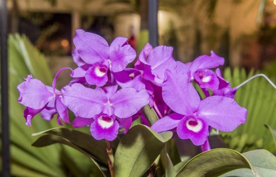 Jardín Botánico inaugura su versión 47 de exposición de orquídeas