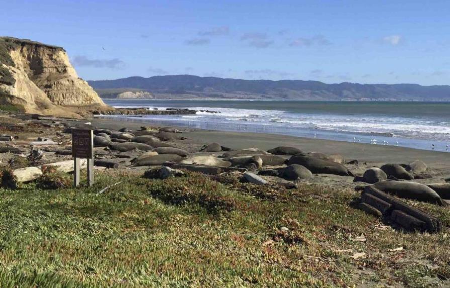 Focas invaden playa de California durante cierre de gobierno