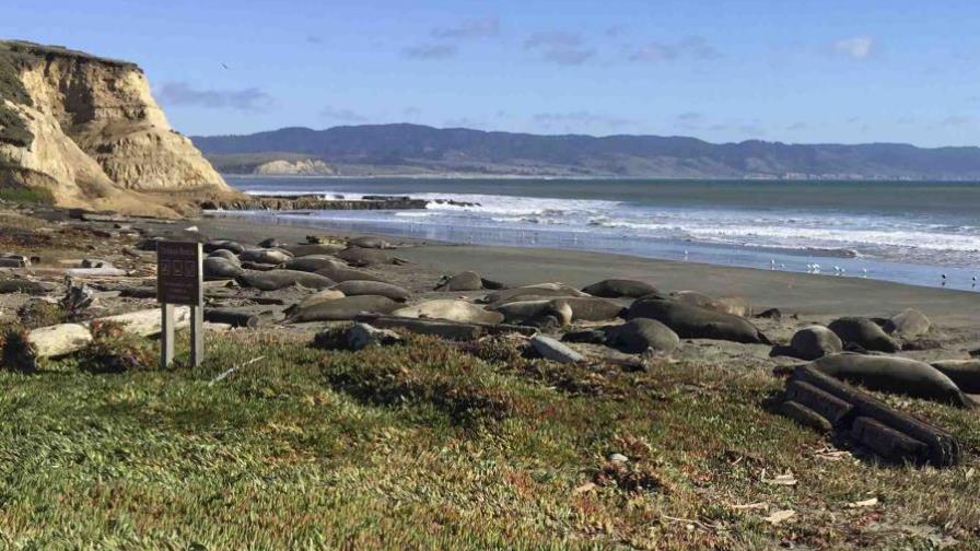 Focas invaden playa de California durante cierre de gobierno