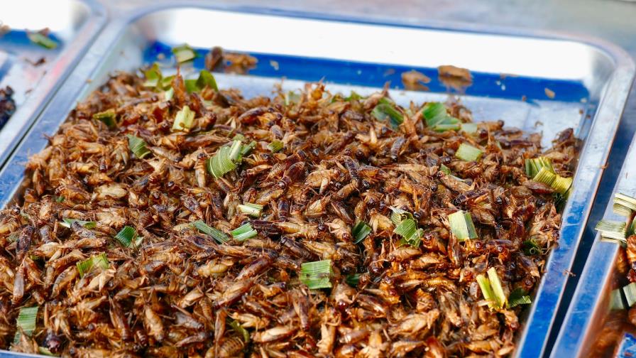 Los insectos comestibles abren paso a la fabricación de nuevas harinas
