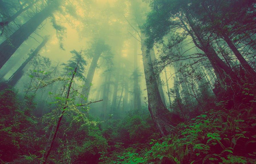 Costa Rica recibe 60 millones de dólares del Banco Mundial para conservación de bosques