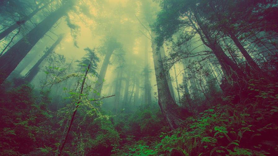 Costa Rica recibe 60 millones de dólares del Banco Mundial para conservación de bosques Costa Rica recibe 60 millones de dólares del Banco Mundial para conservación de bosques