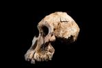 Fósil de Etiopía revela rostro de ancestro de Lucy