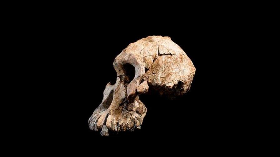 Fósil de Etiopía revela rostro de ancestro de Lucy