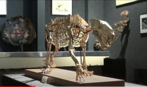 F&oacute;sil de tigre de dientes de sable, vendido en Ginebra por 84,200 d&oacute;lares