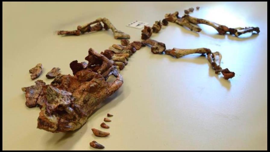 Fósil decomisado en Brasil es uno de los reptiles voladores mejor conservados