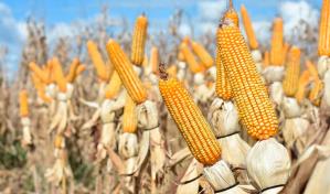 Promueven cultivo alternativo de maíz de alto rendimiento 