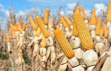 foto 1 1 15441161 20201224084314 focus 0 0 375 240