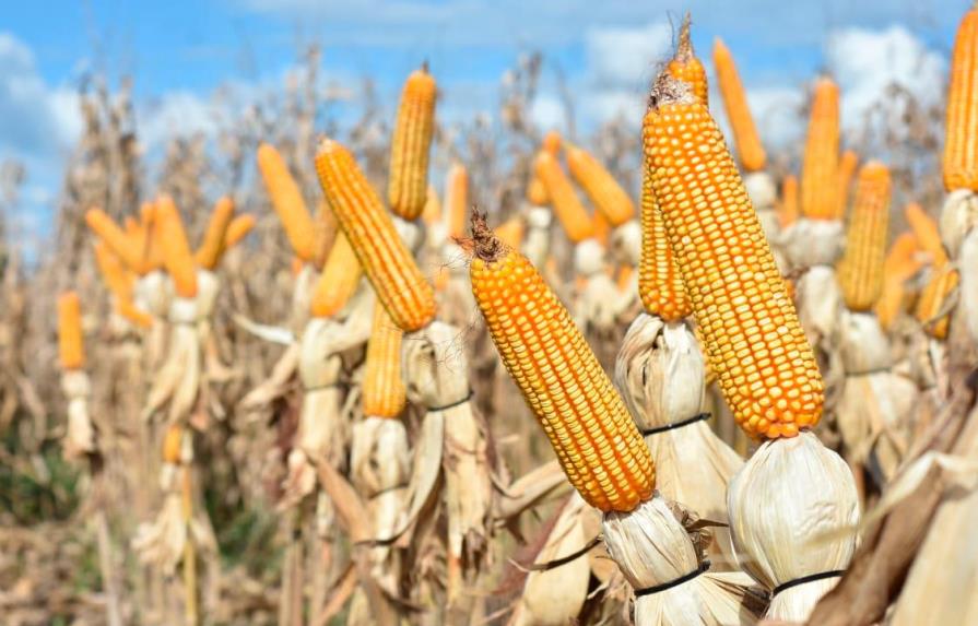 Promueven cultivo alternativo de maíz de alto rendimiento 