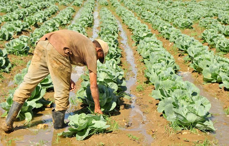 Este sábado se celebra el Día del Agricultor en República Dominicana
